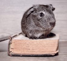 grey guinea pig sitting on book